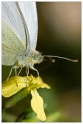 Papillon 2 FDR